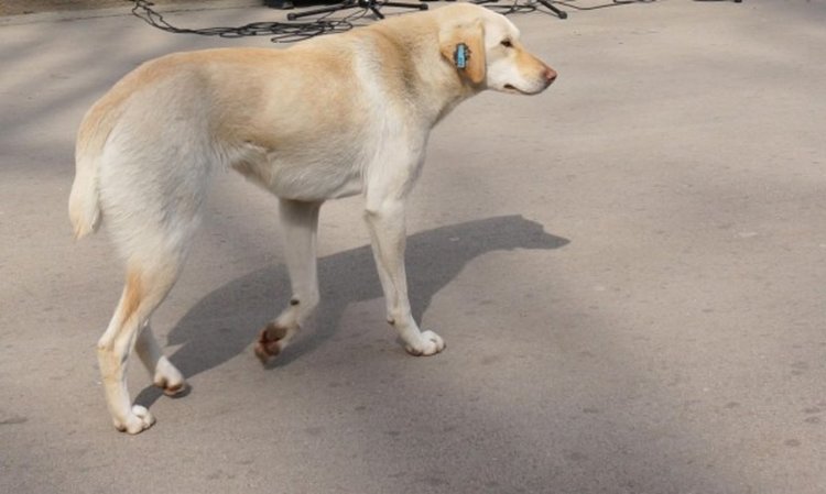 Протест с кучешки трупове в Перник