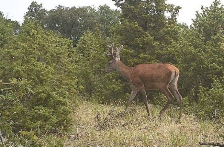 Разселват 40 лопатари край Маджарово