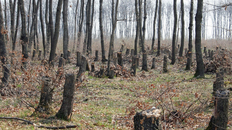 Задържаха шестима бракониери докато секат дърва