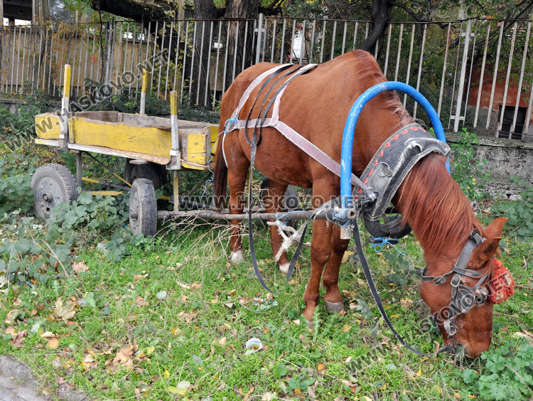 Каруцар от „Република“ е първият глобен в акция „Зима“ на КАТ