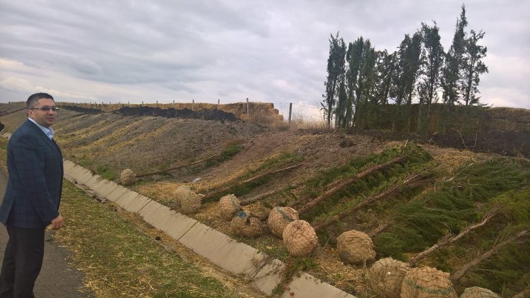 700 кипариса ще пазят от снегонавявания участък от магистрала „Тракия“