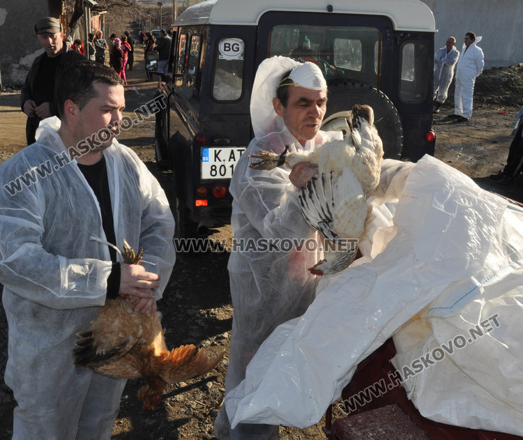 Четири огнища на птичи грип в страната, едното в Узунджово