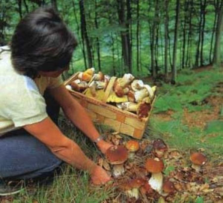 Жена се губи в гората по време на излет за гъби