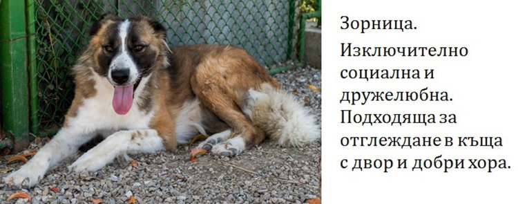 Бела, Хачи, Берта и още шест техни приятели търсят стопани