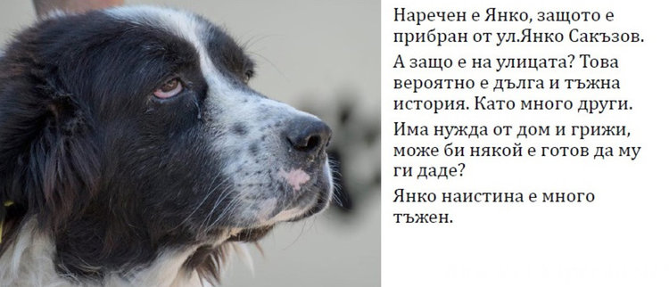 Бела, Хачи, Берта и още шест техни приятели търсят стопани