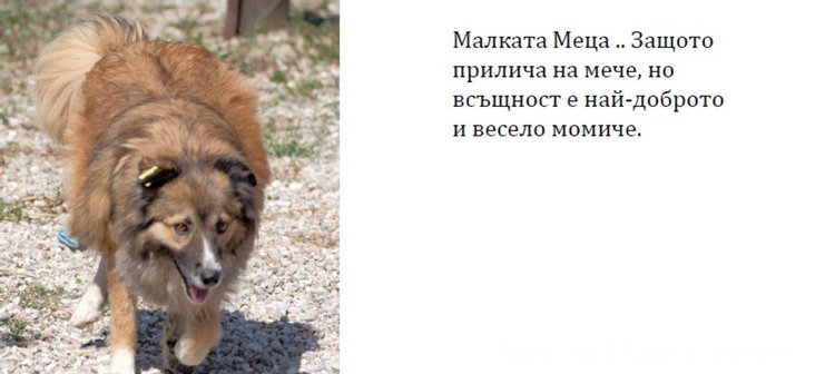 Бела, Хачи, Берта и още шест техни приятели търсят стопани