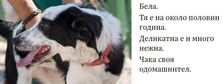 Бела, Хачи, Берта и още шест техни приятели търсят стопани