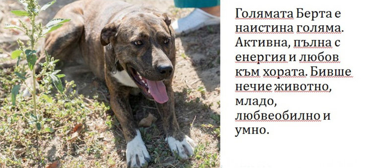 Бела, Хачи, Берта и още шест техни приятели търсят стопани