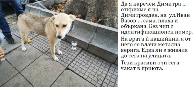 Бела, Хачи, Берта и още шест техни приятели търсят стопани