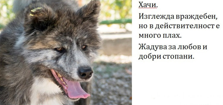 Бела, Хачи, Берта и още шест техни приятели търсят стопани