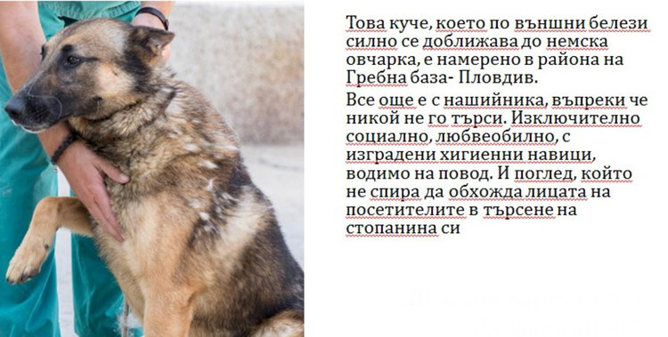 Бела, Хачи, Берта и още шест техни приятели търсят стопани