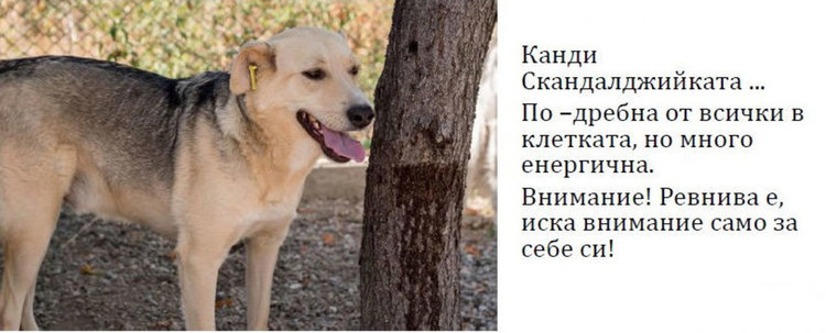 Бела, Хачи, Берта и още шест техни приятели търсят стопани