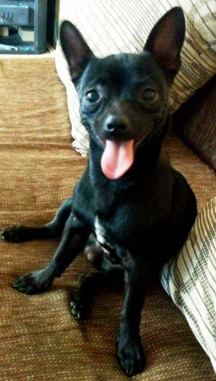 Хасковлийка търси изгубен пинчер в „Кенана”