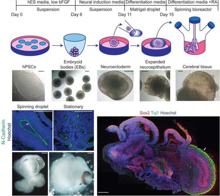 Имплантираха човешки мозъчни клетки в мозъка на жив плъх