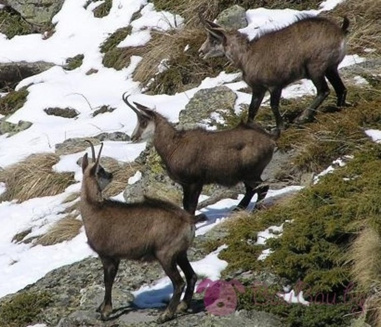 Екоексперти: Популацията на дивата коза в Родопите е стабилна