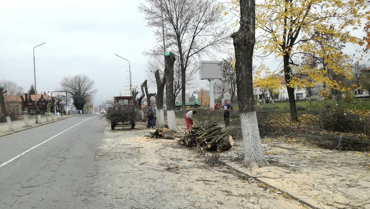 Премахнати са потенциално опасни клони на дървета по улиците в Момчилград