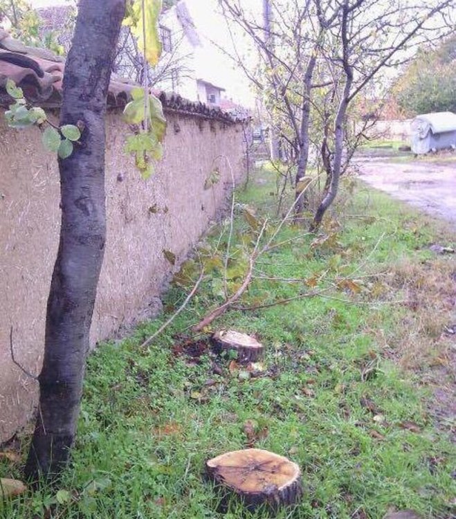 Читател сигнализира за сеч на дървета в село Скобелево