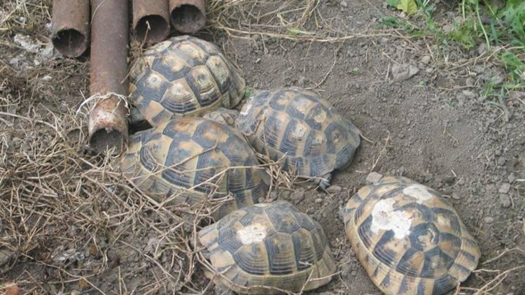 Кръвопийци отнесоха по две години пробация за бракониерски лов на костенурки