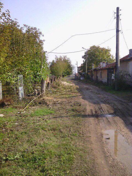 Читател сигнализира за сеч на дървета в село Скобелево