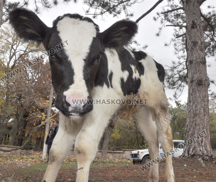 60 пехливани напрягат мишци в Свирково, голямата награда - теле 