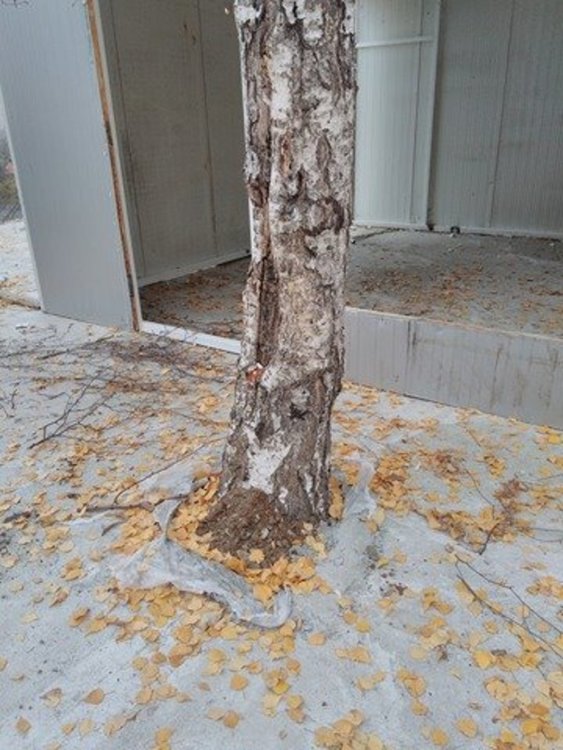 Кой циментира брезата?