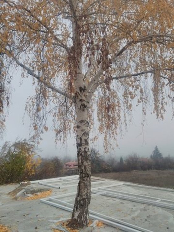 Кой циментира брезата?