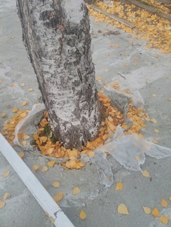 Кой циментира брезата?