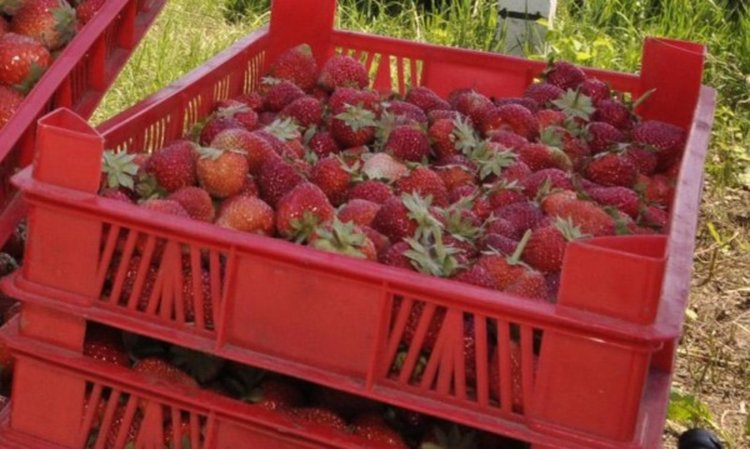 В Испания търсят берачки на ягоди