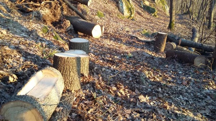 Кризата с дървата доведе незаконна сеч, 37 дървета отсечени при Йончево