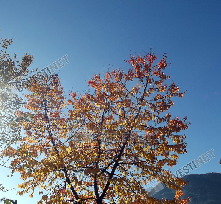 Чудесен ноемврийски  петък-слънце и хубаво време