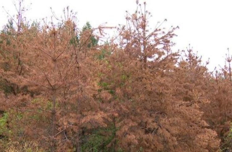 Към незабавна сеч на дърветата, засегнати от вредители, призова РДГ Кърджали