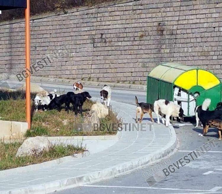 Кметът Николай Мелемов: До две седмици ще решим проблема с бездомните кучета