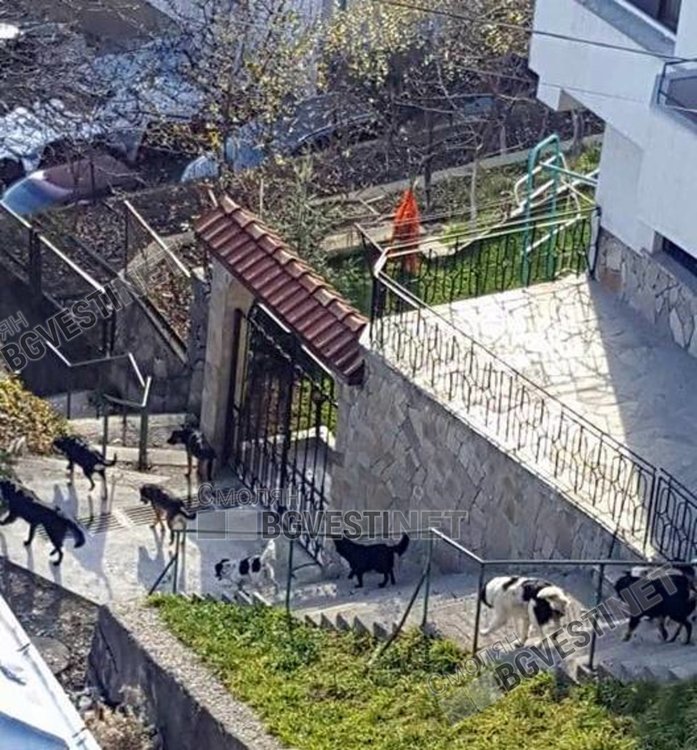 Кметът Николай Мелемов: До две седмици ще решим проблема с бездомните кучета