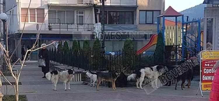 Кметът Николай Мелемов: До две седмици ще решим проблема с бездомните кучета