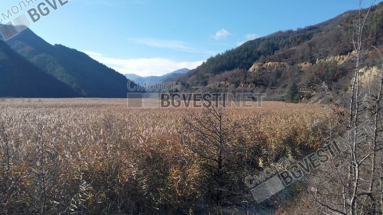 Това са самораслите площи с папур в съоръжението за съхраняване на токсични отпадъци от обогатителната фабрика край Ерма река 