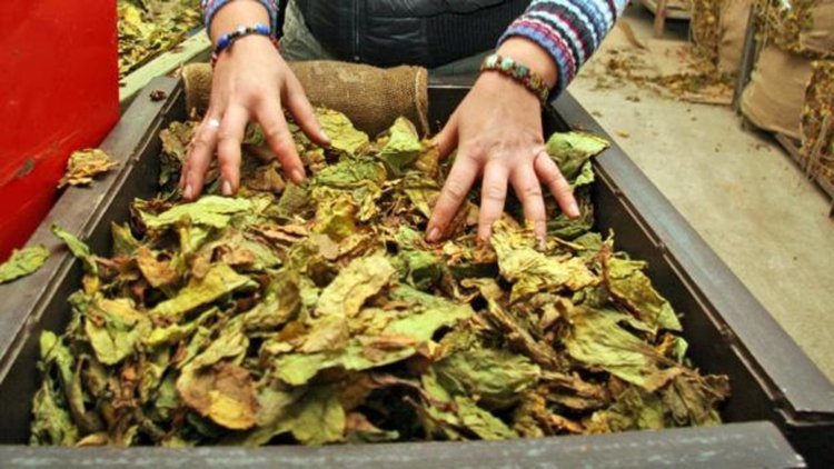 Под 1000 тона тютюн очакват в Кърджалийско  