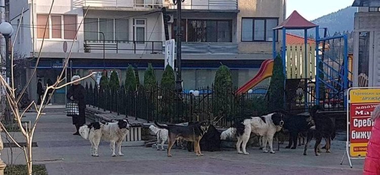 Областният управител Недялко Славов събира кметове на общини заради проблема с безпризорните кучета