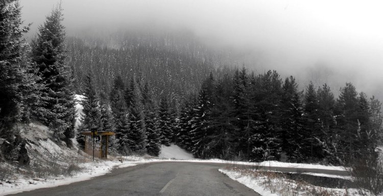 Товарен камион от Бургас уби пуснат кон, глобиха небрежния стопанин от Чепеларе