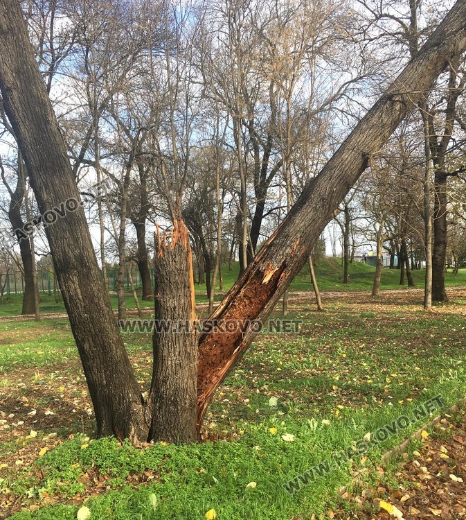 Силният вятър изкорени дървета в Харманли