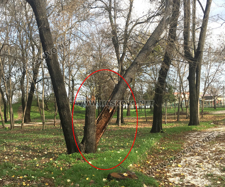 Силният вятър изкорени дървета в Харманли