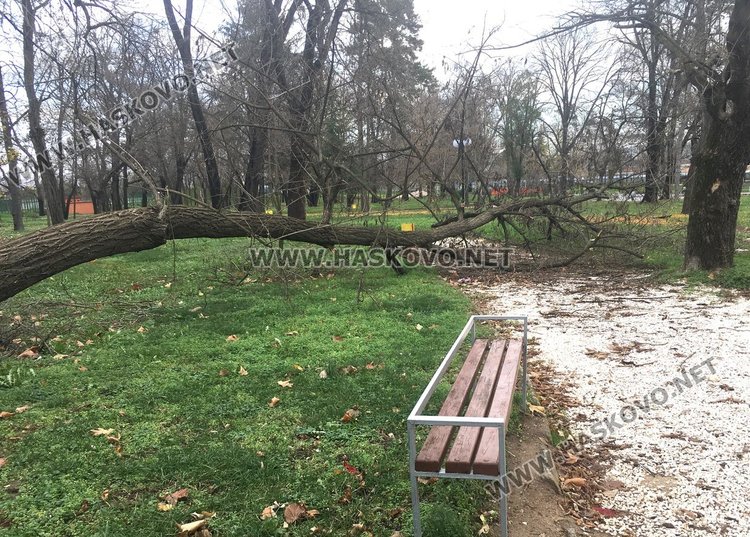 Силният вятър изкорени дървета в Харманли