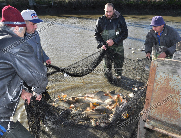 Спецове: Пресният шаран за Никулден трябва да е с червени хриле