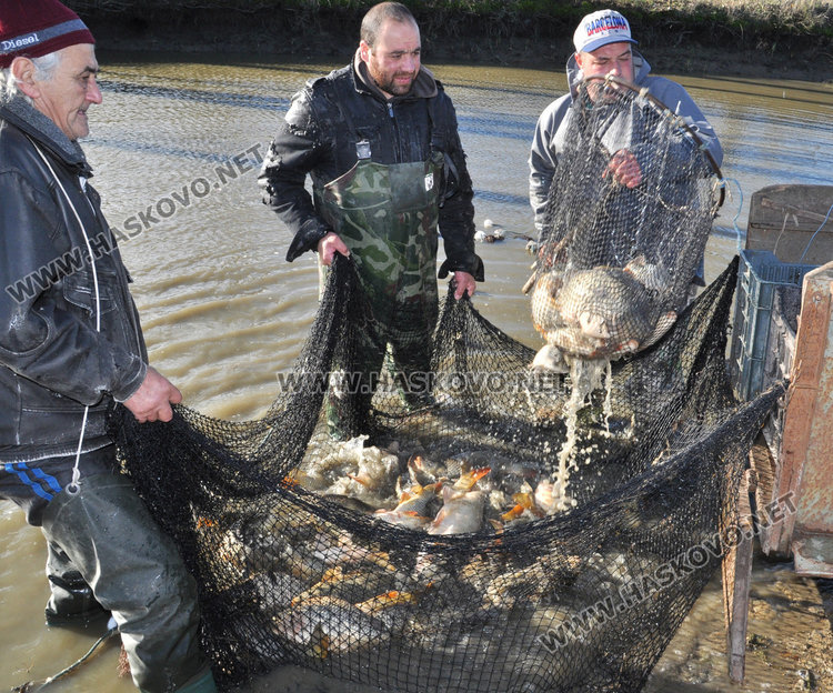 Спецове: Пресният шаран за Никулден трябва да е с червени хриле