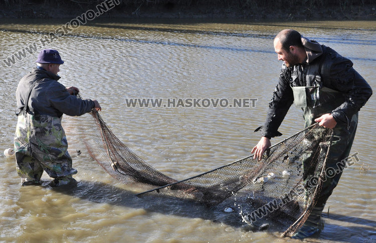 Спецове: Пресният шаран за Никулден трябва да е с червени хриле