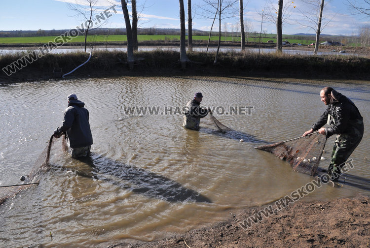 Спецове: Пресният шаран за Никулден трябва да е с червени хриле