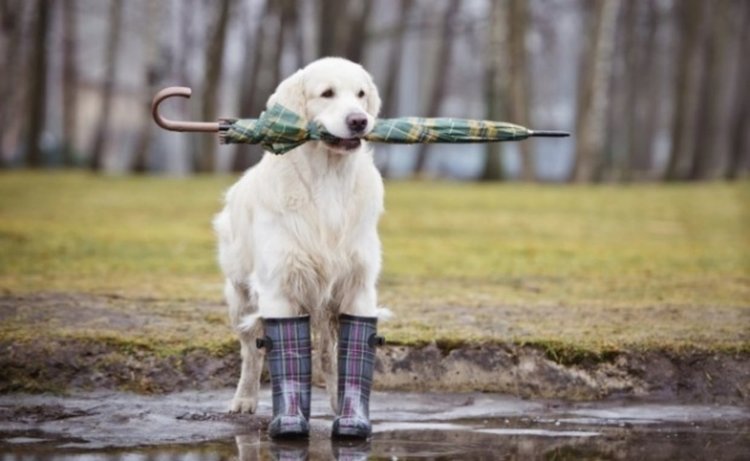 Чакаме сняг, идат облаци