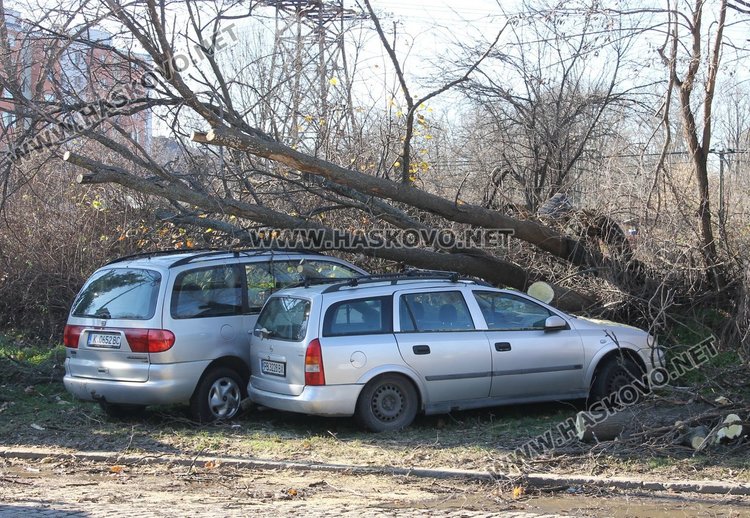 Силният вятър събори дърво, което притисна две коли в Димитровград