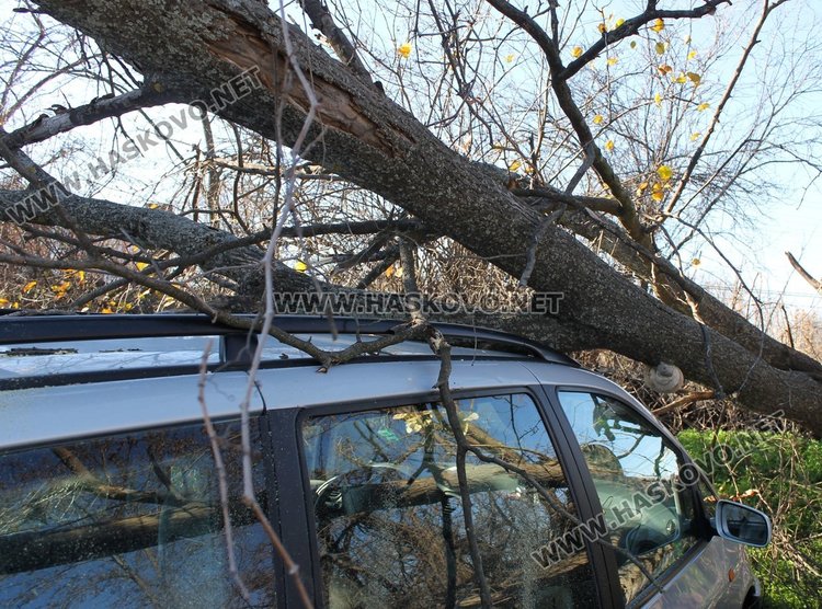 Дърво падна върху две коли заради силния вятър