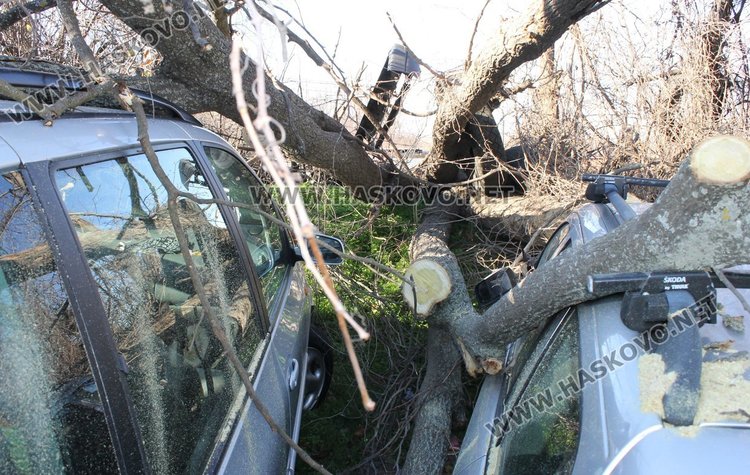 Дърво падна върху две коли заради силния вятър