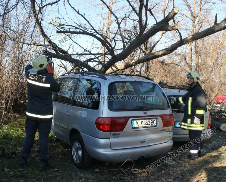 Дърво падна върху две коли заради силния вятър